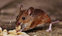 24 Hour & Emergency Exterminators in Conway, AR